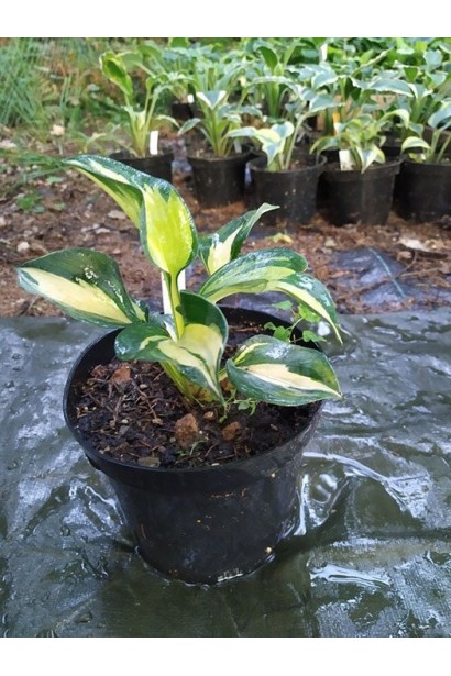 Хоста ’Beach Boy’